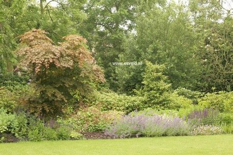 Acer palmatum 'Mirte'