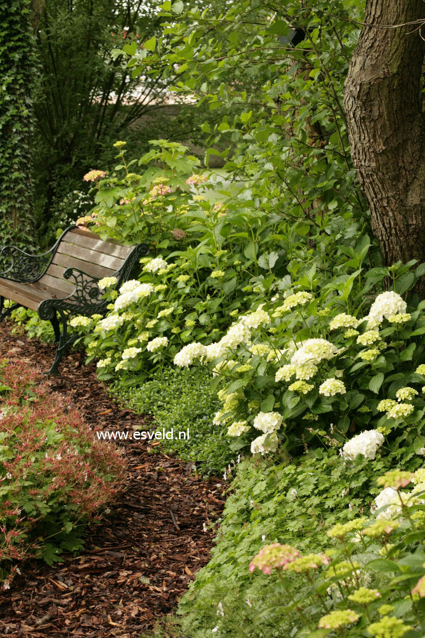 Hydrangea macrophylla 'Mme. E. Mouillere'