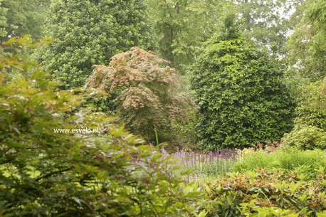 Acer palmatum 'Mirte'