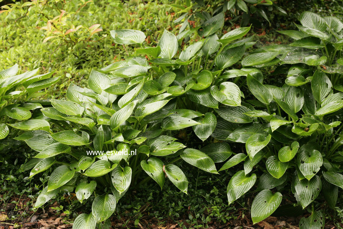 Hosta 'Devon Green'