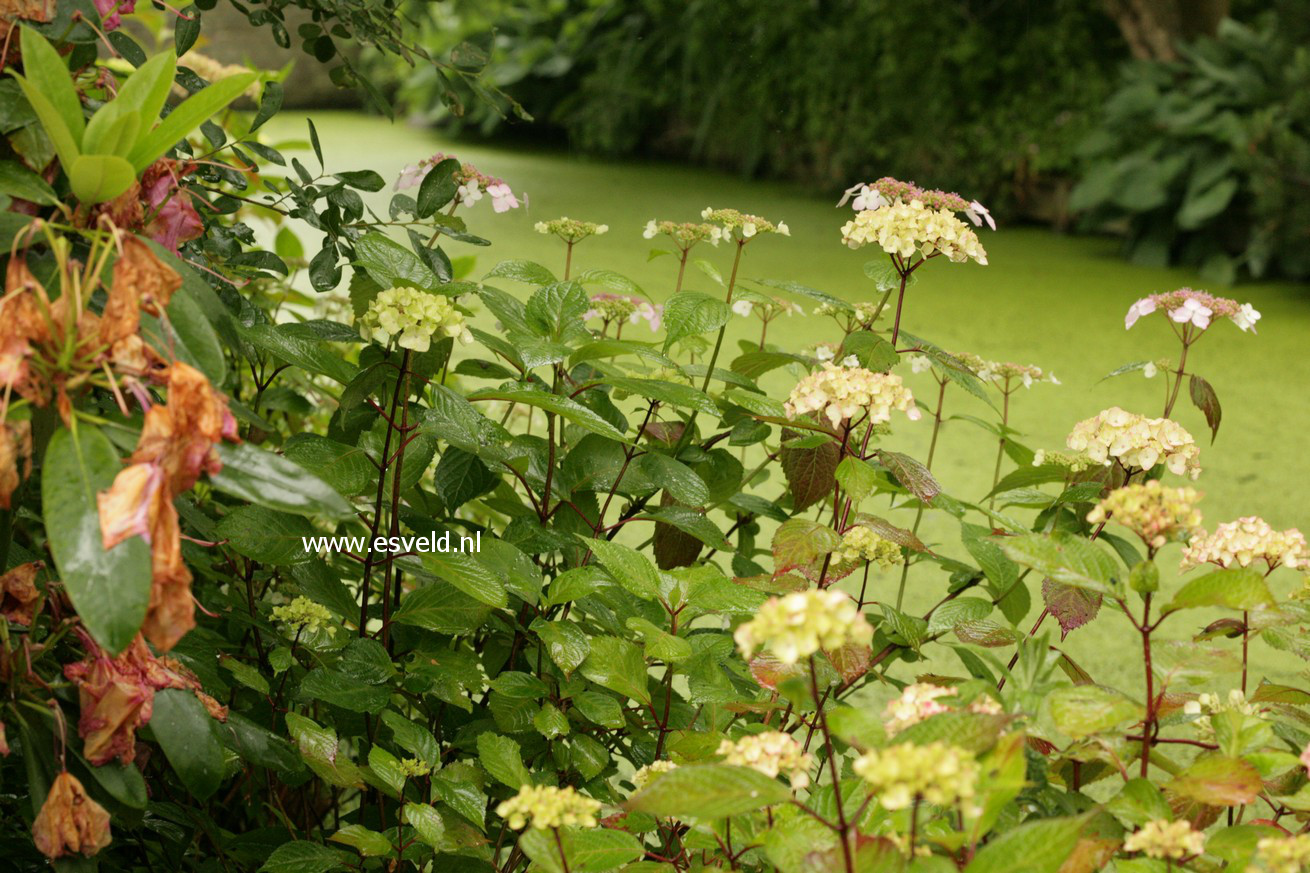 Hydrangea macrophylla