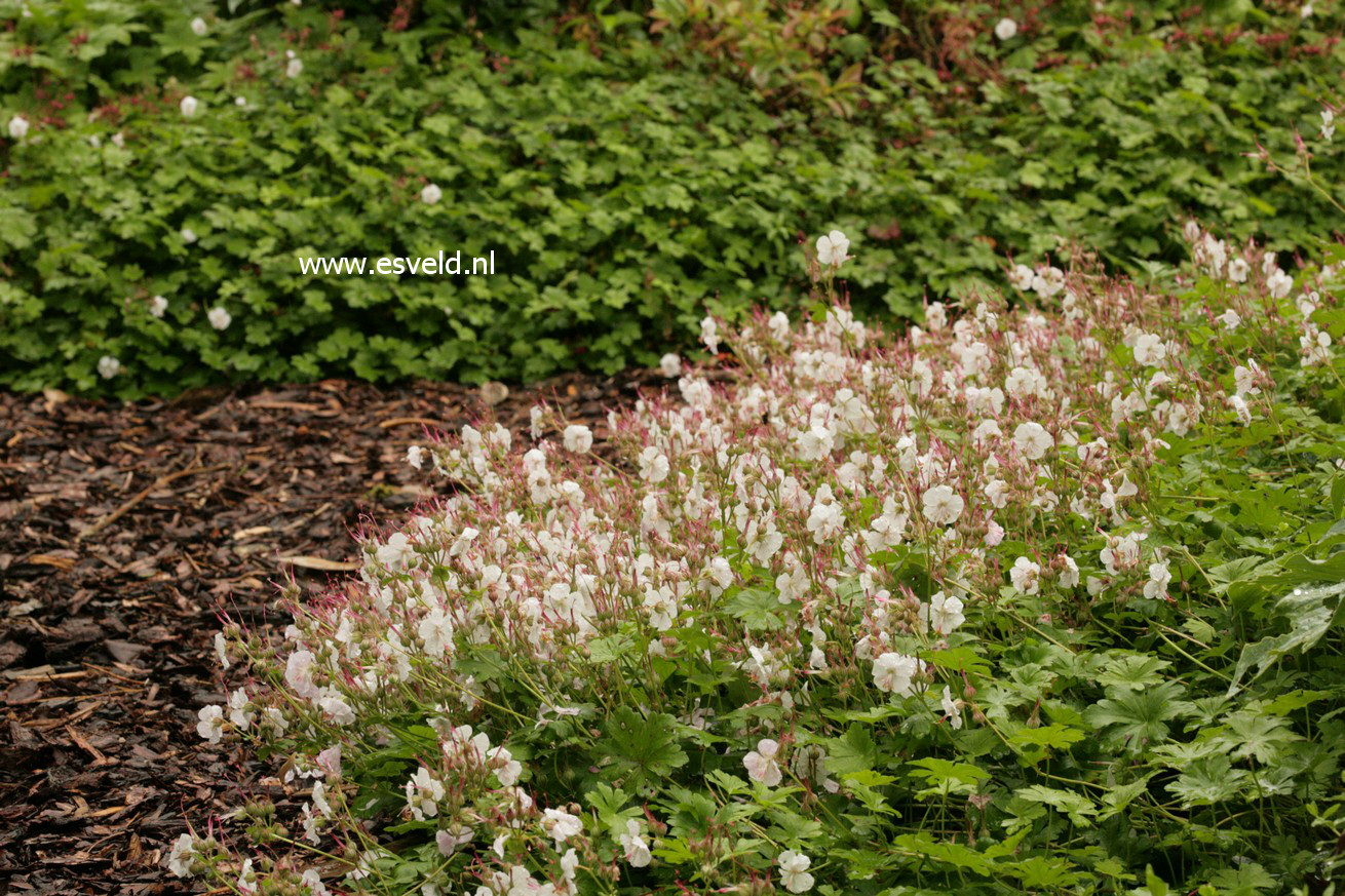 Geranium cantabrigiense 'Biokovo'