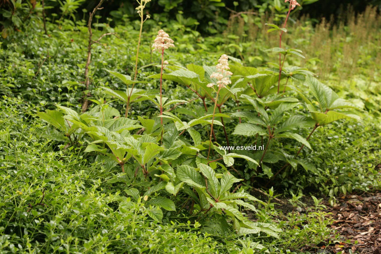 Rodgersia pinnata