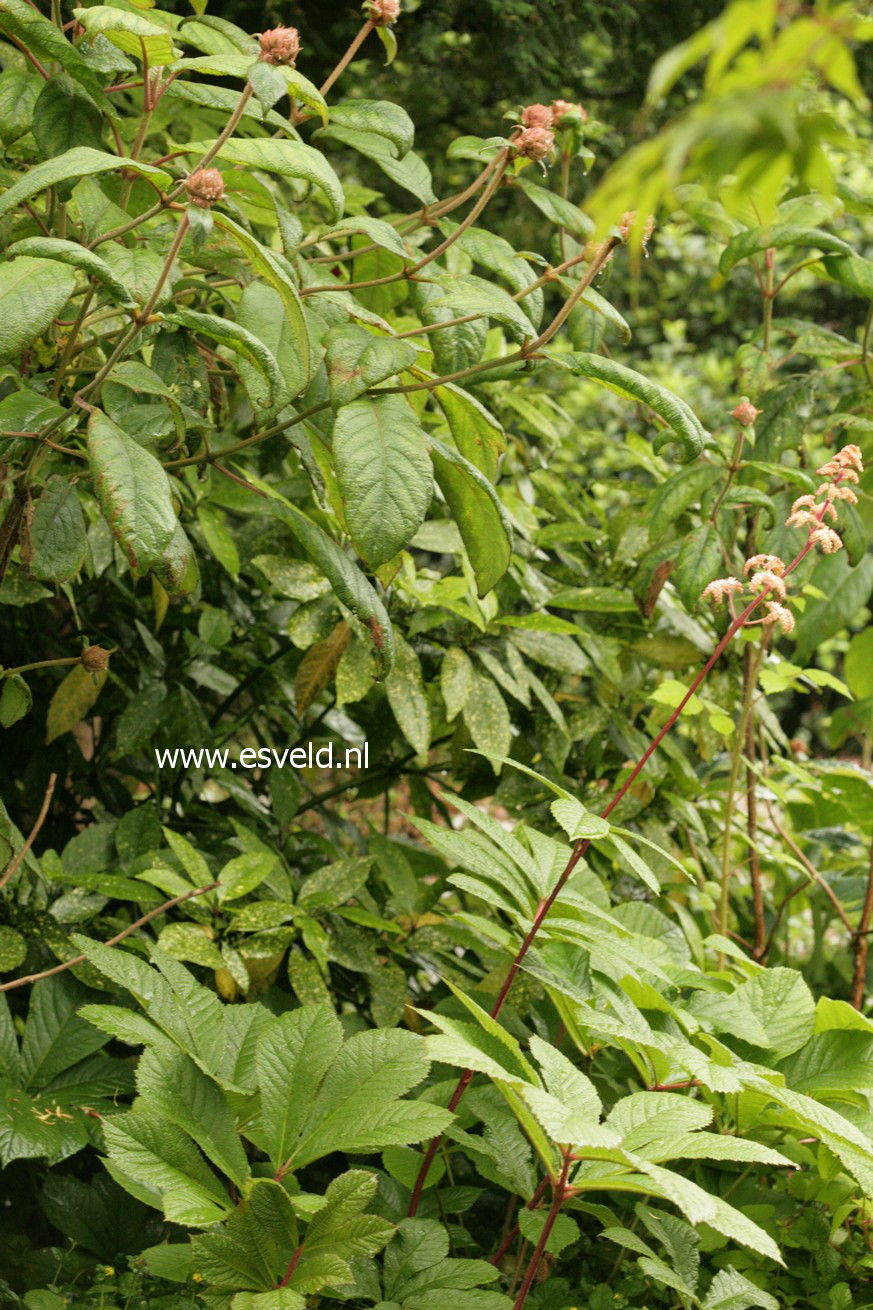 Hydrangea aspera 'Macrophylla'