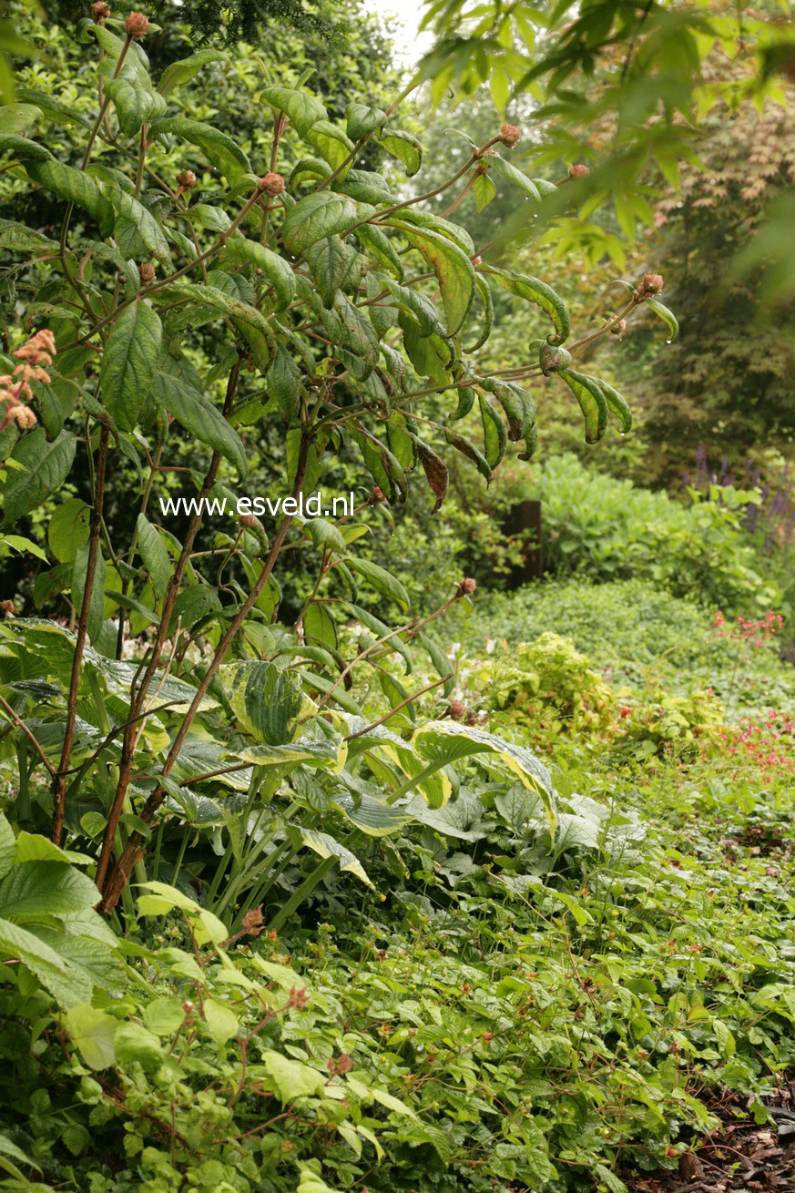 Hydrangea aspera 'Macrophylla'