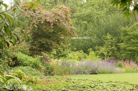 Acer palmatum 'Mirte'