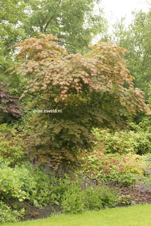 Acer palmatum 'Mirte'