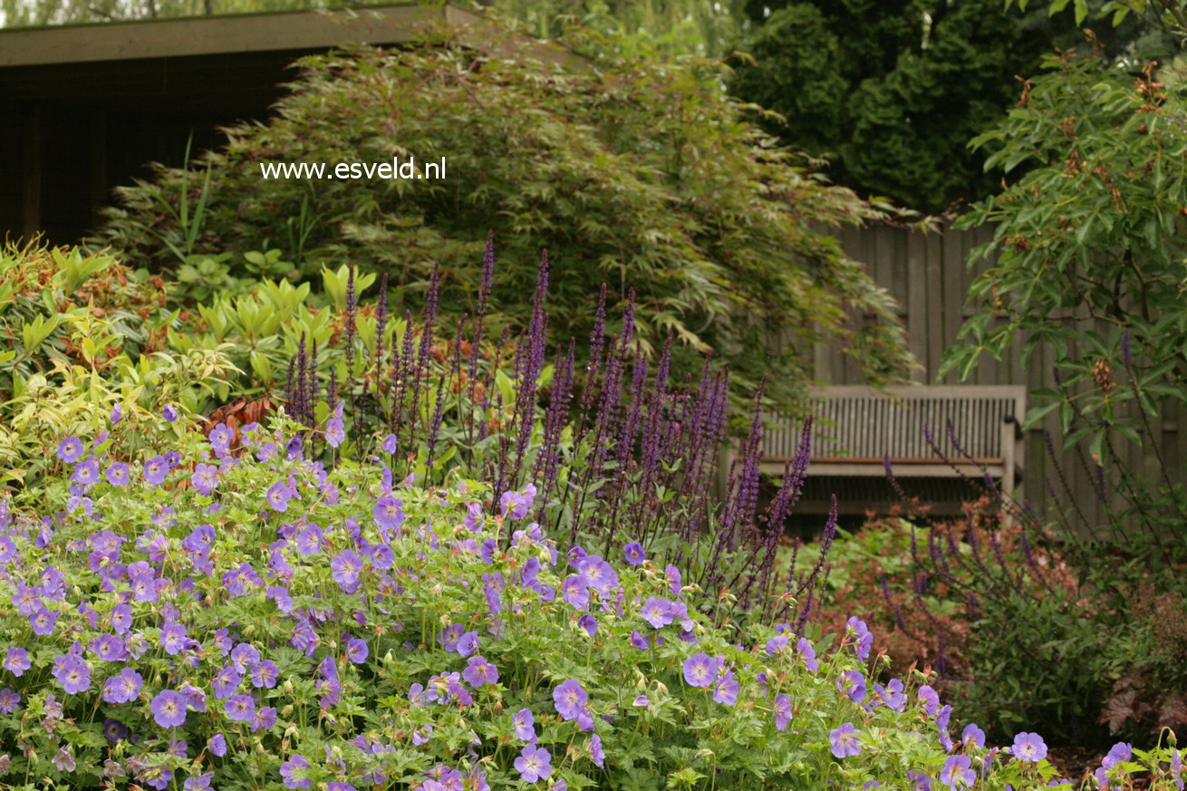 Geranium 'Rozanne'