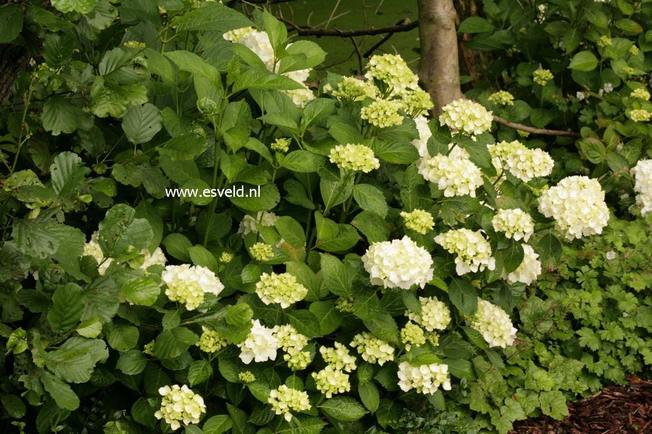 Hydrangea macrophylla 'Soeur Therese'