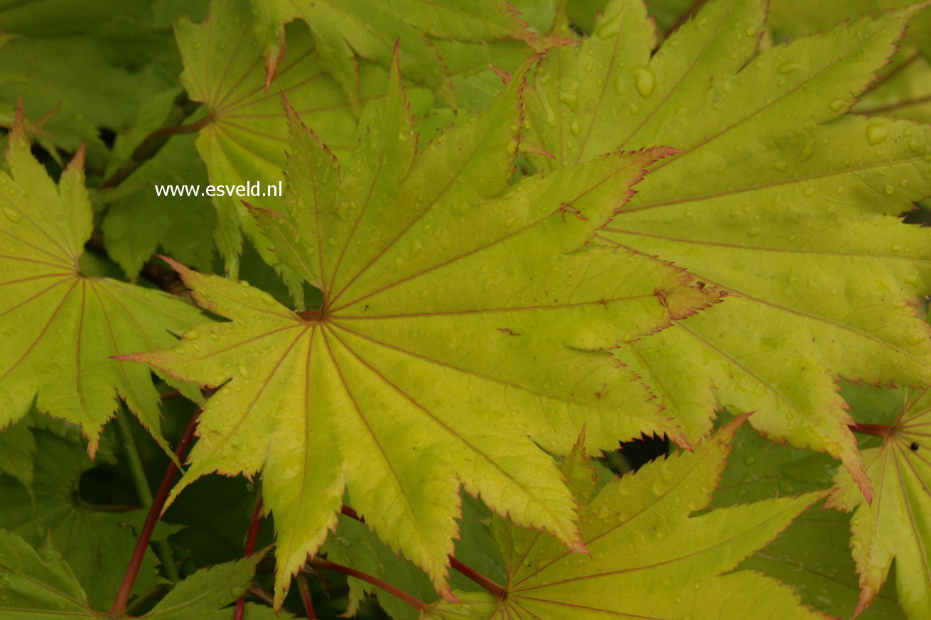 Acer shirasawanum 'Aureum'