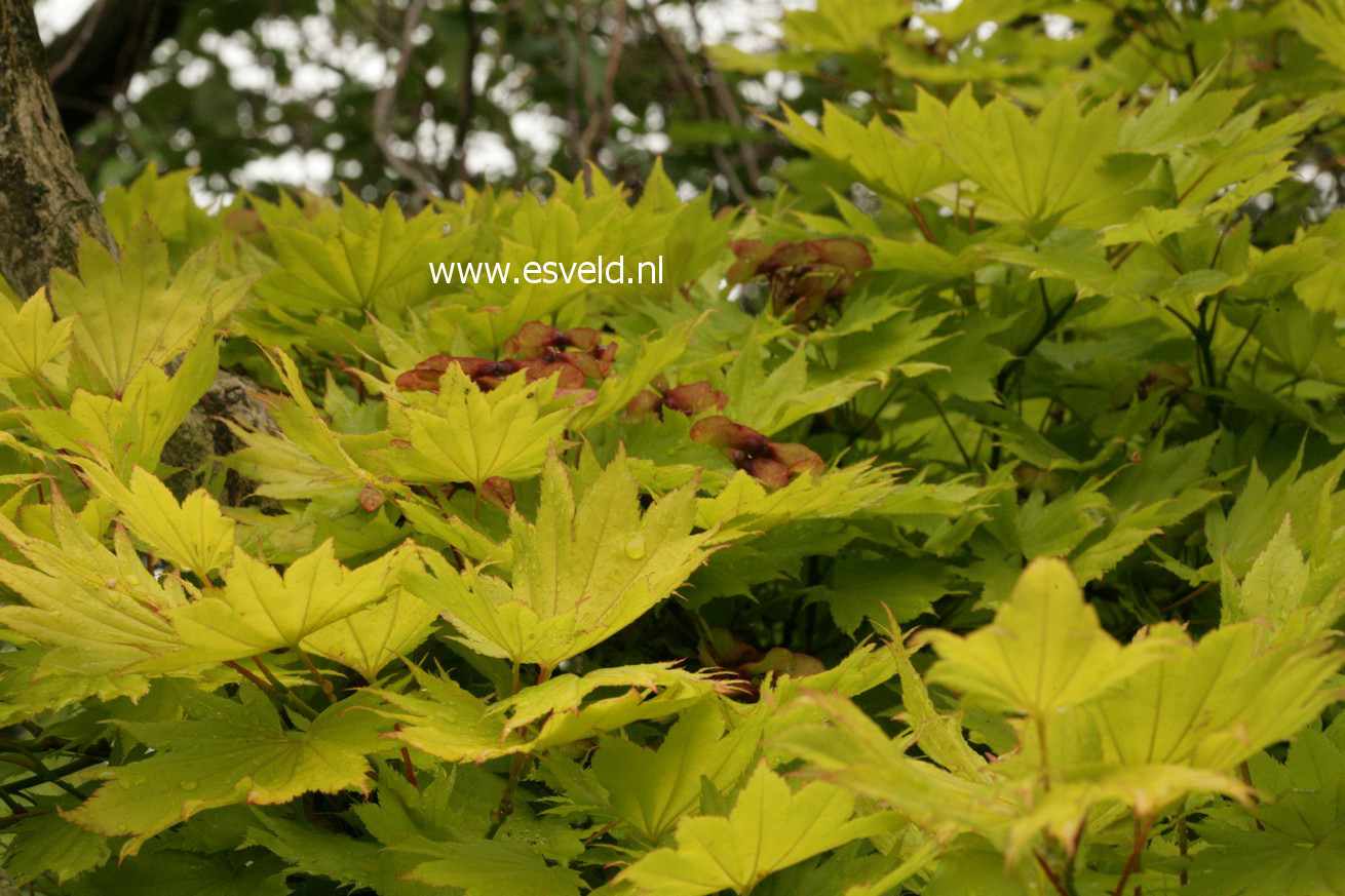 Acer shirasawanum 'Aureum'