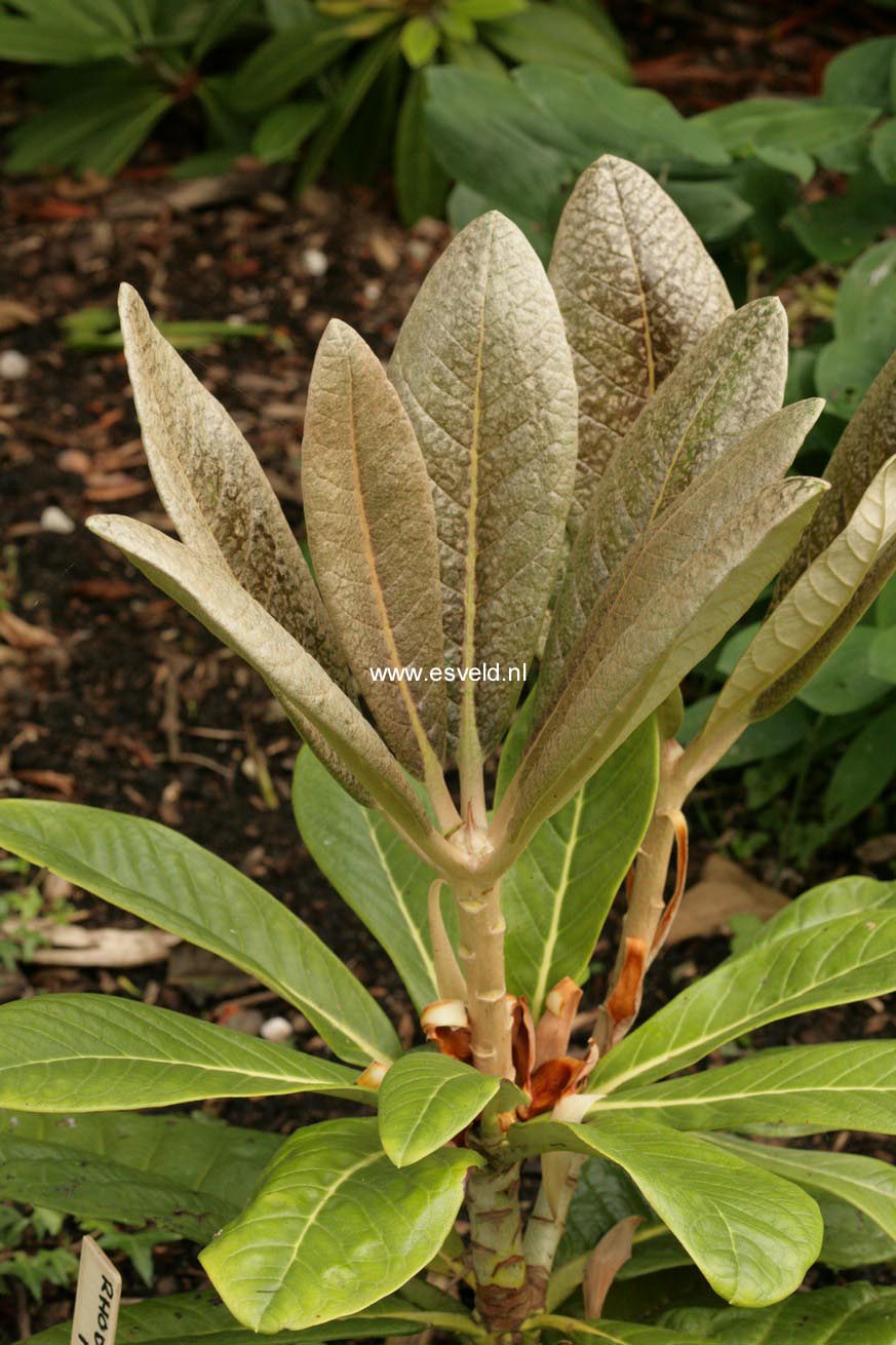 Rhododendron rex fictolacteum