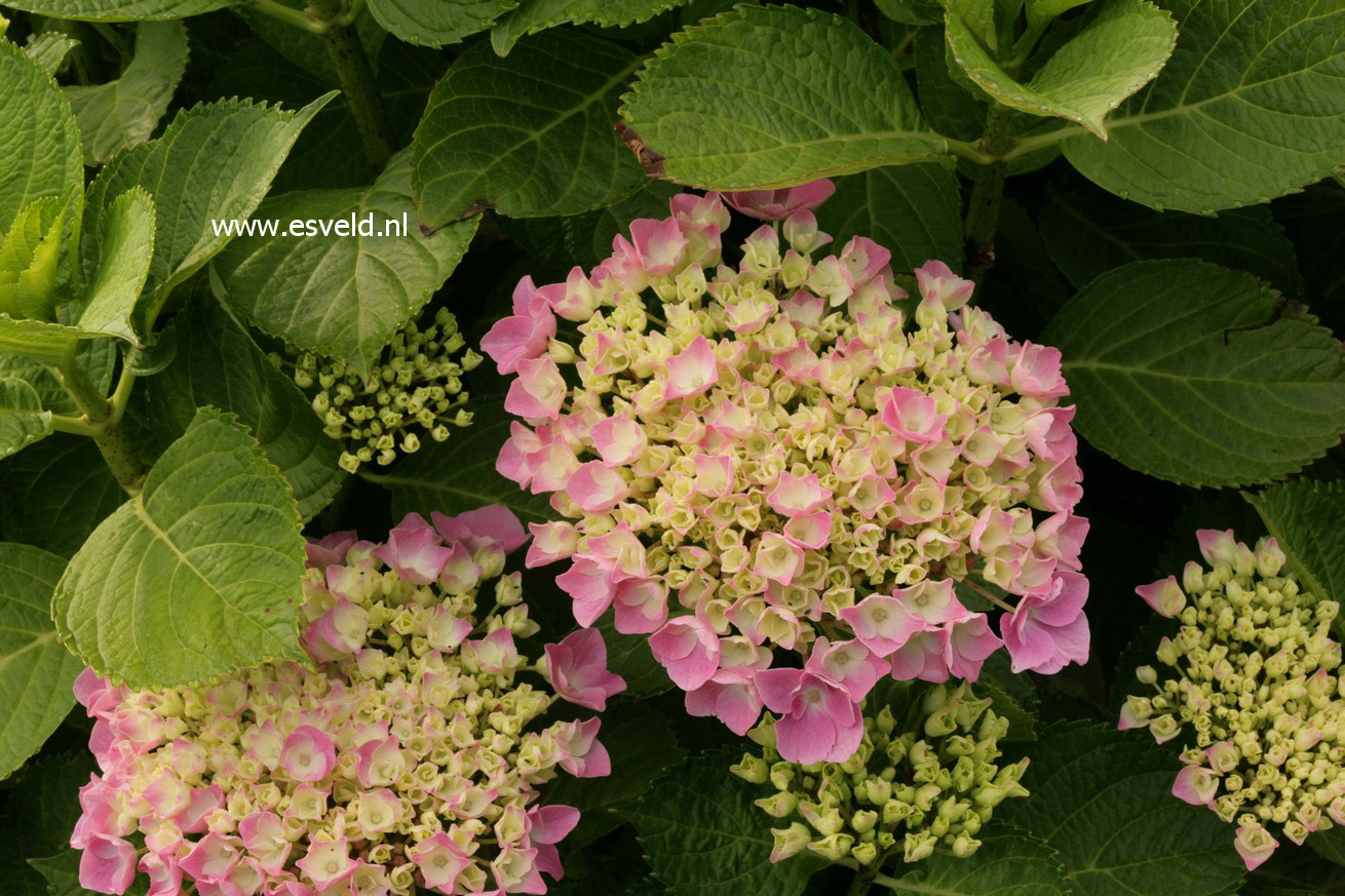 Hydrangea macrophylla 'Early Sensation' (FOREVER AND EVER)