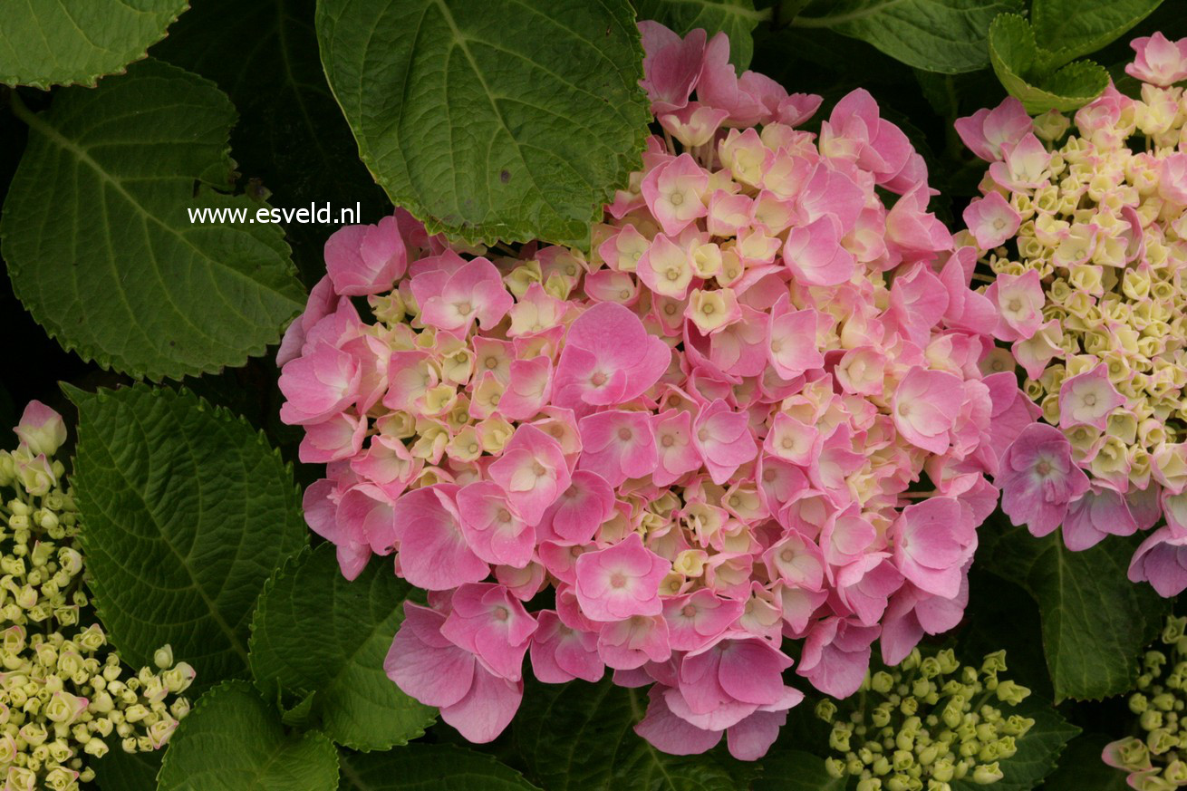 Hydrangea macrophylla 'Early Sensation' (FOREVER AND EVER)