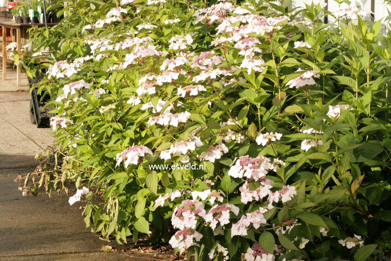 Hydrangea serrata 'Grayswood'