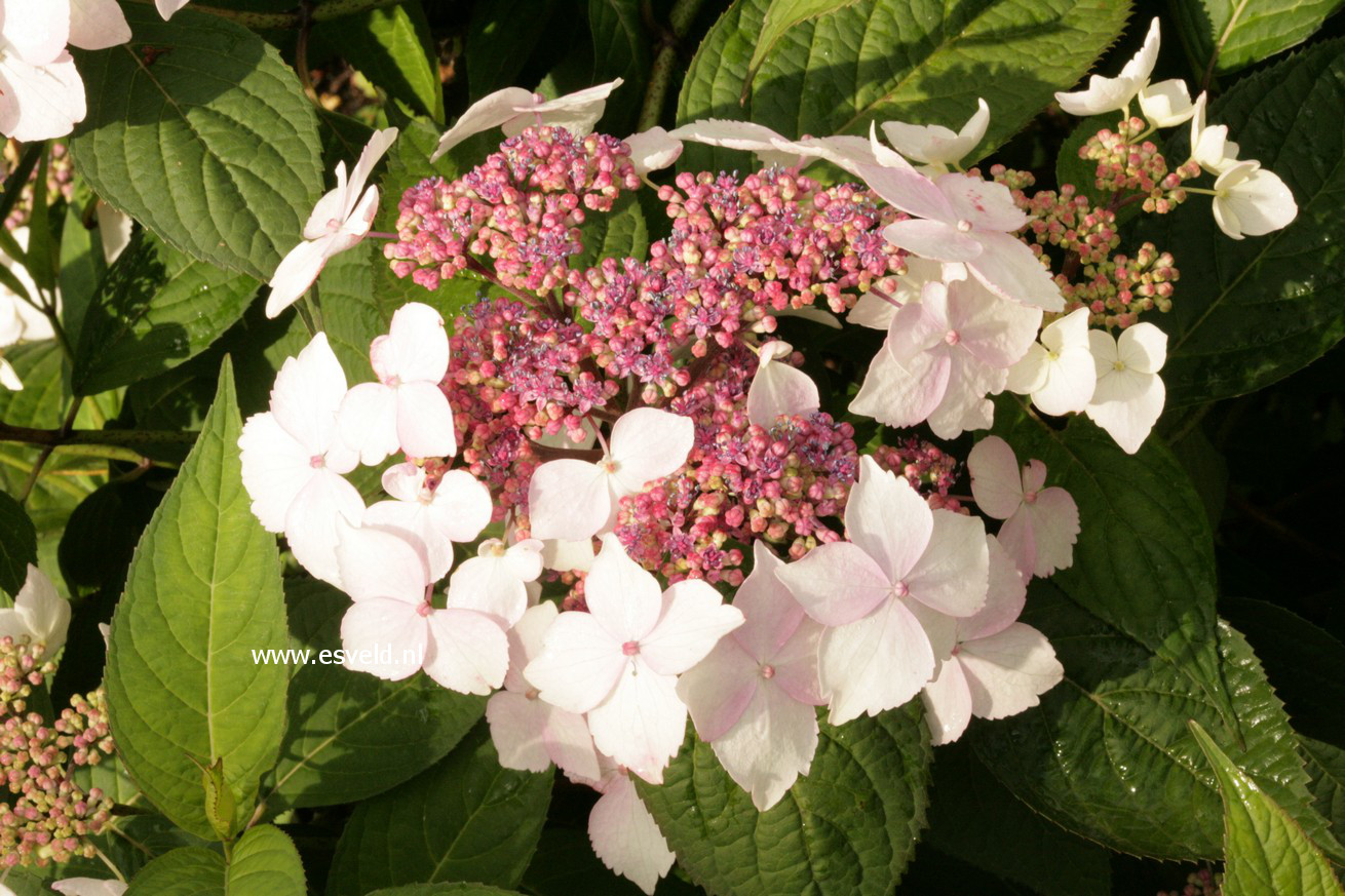 Hydrangea serrata 'Grayswood'