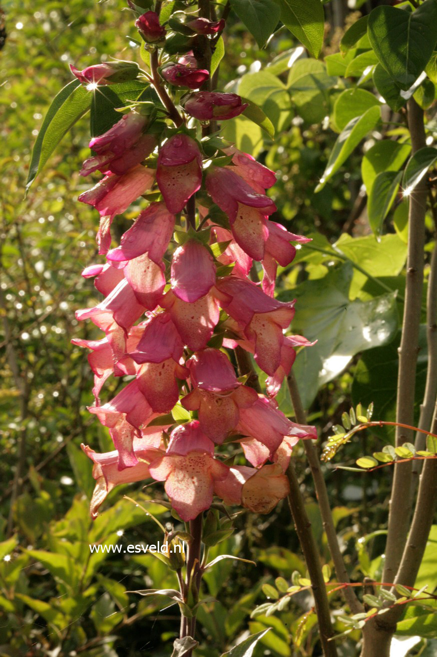 Digiplexis 'Illumination Pink'