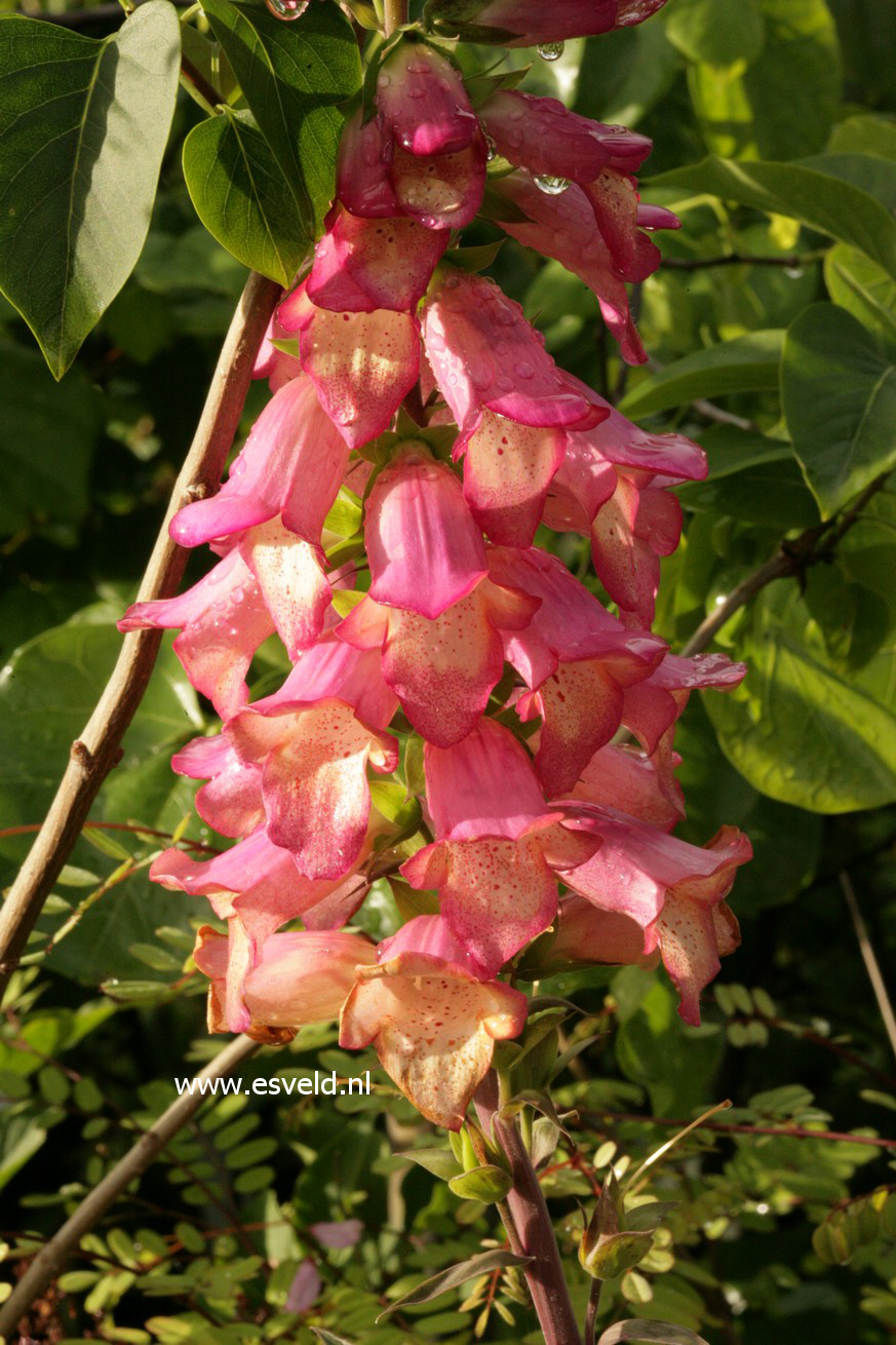 Digiplexis 'Illumination Pink'