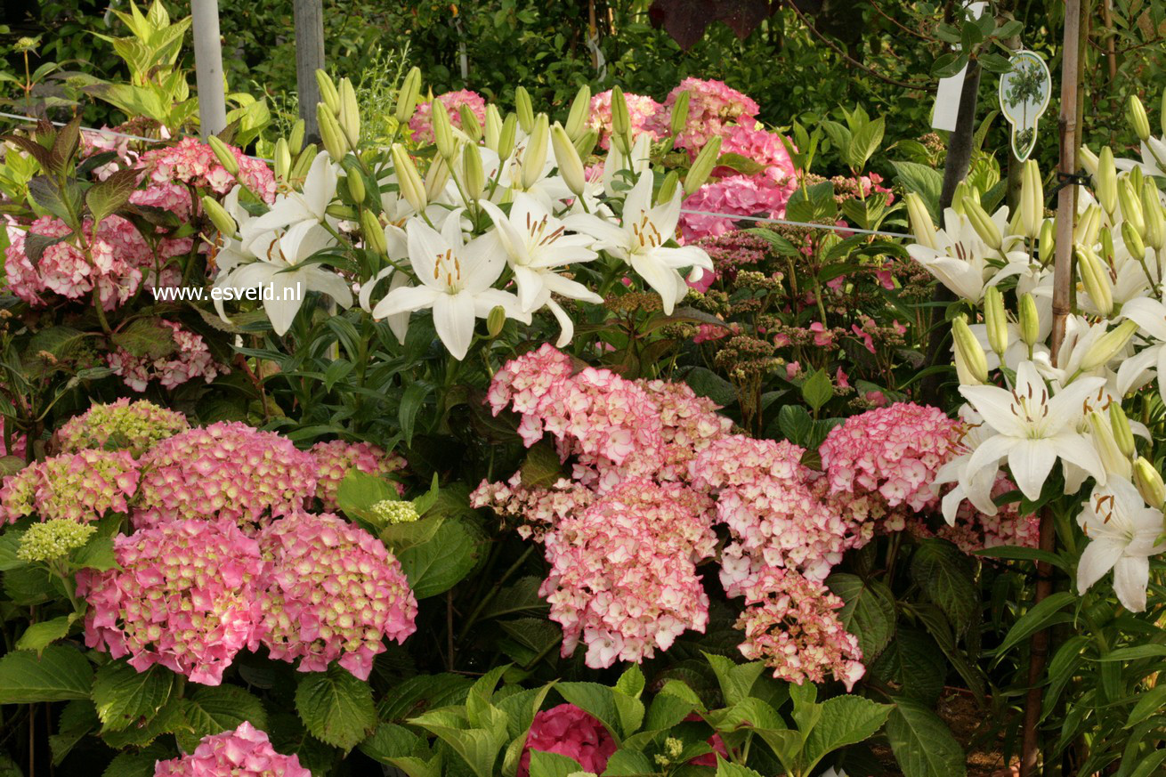 Hydrangea macrophylla 'Sabrina'