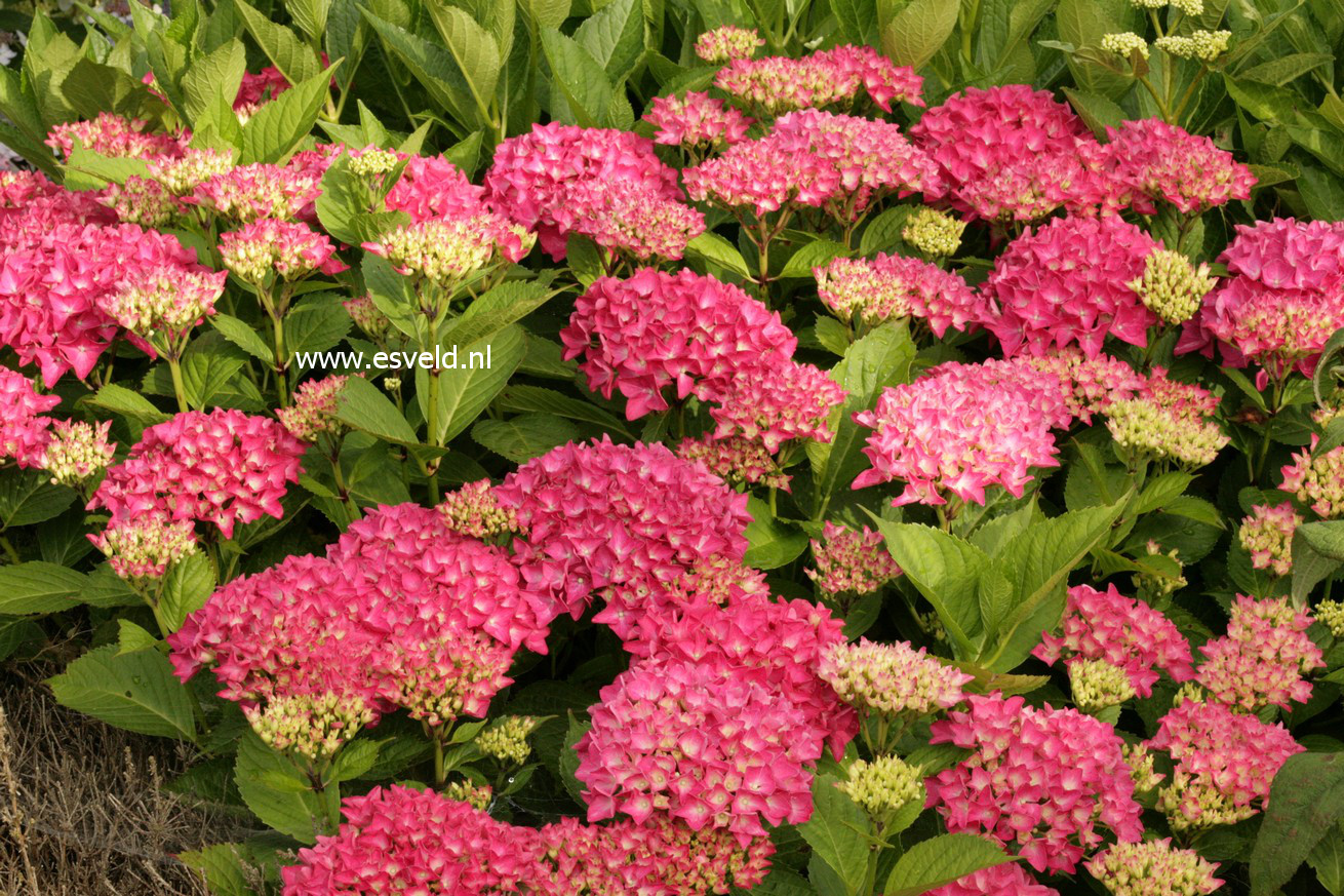 Hydrangea macrophylla 'Liebegg'