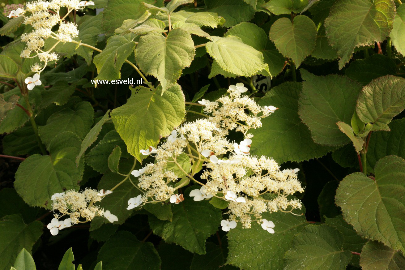 Hydrangea aspera 'Elegant White'