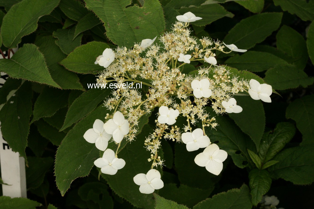 Hydrangea heteromalla 'Jermyn's Lace'