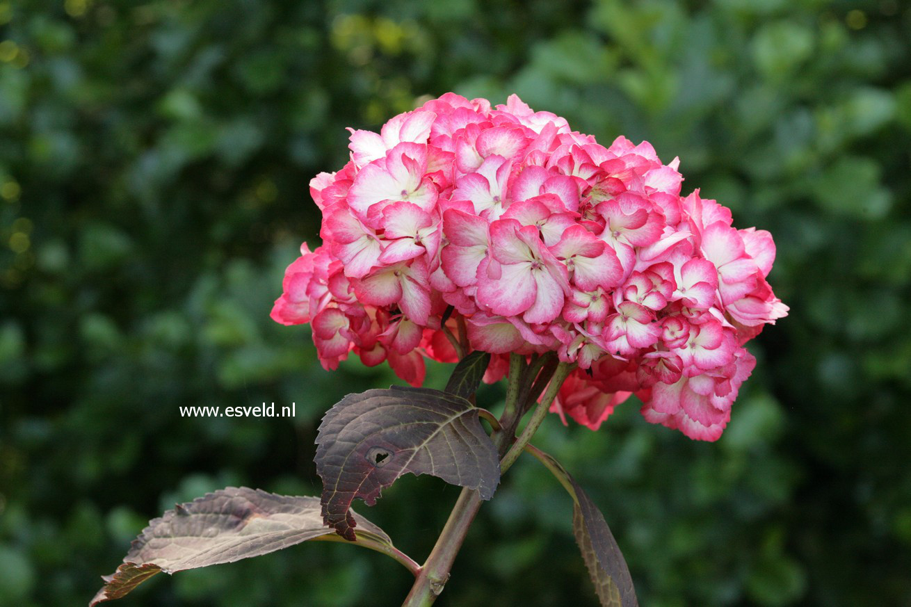 Hydrangea macrophylla 'Ripple'