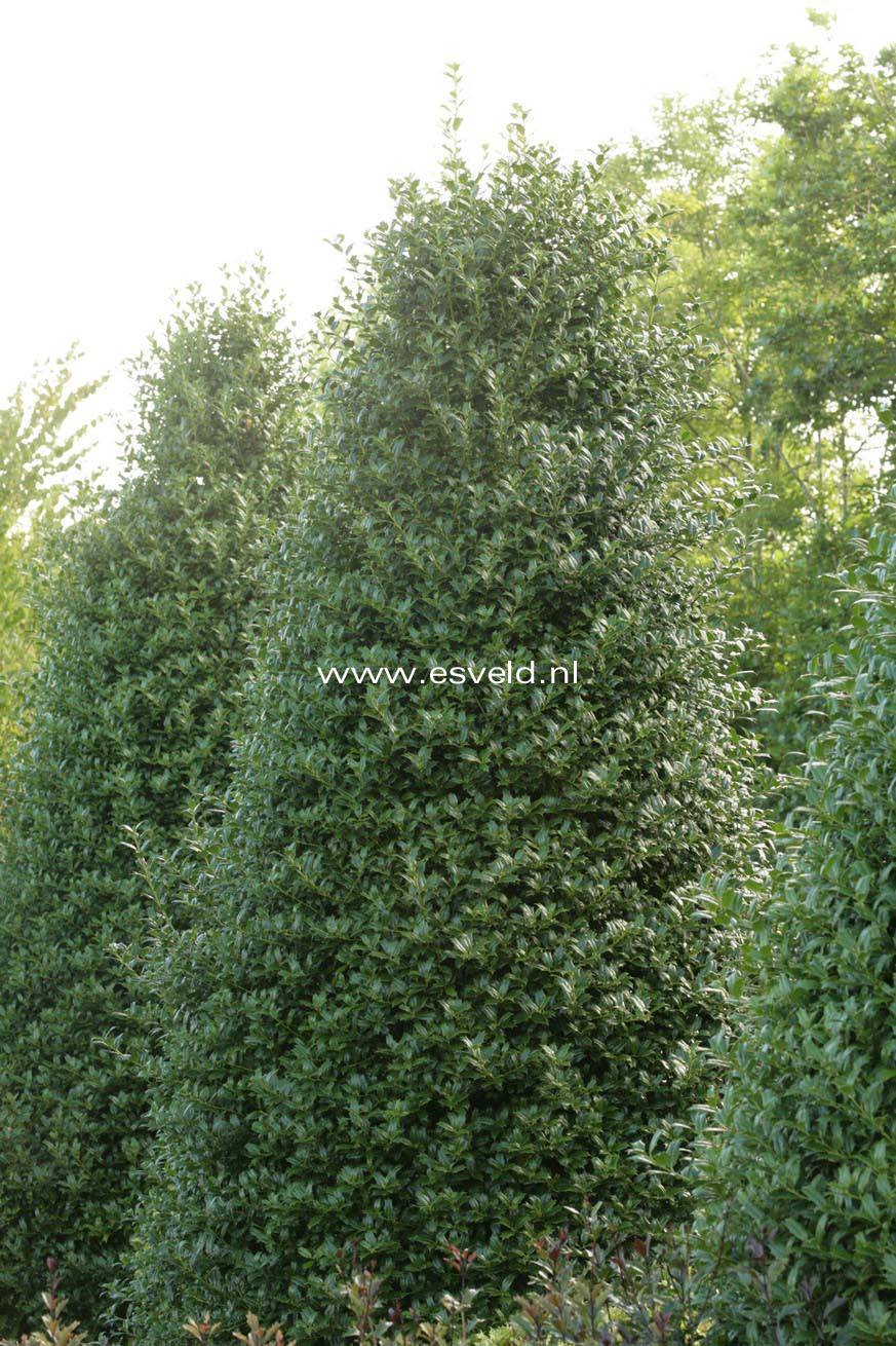 Ilex 'Washington'