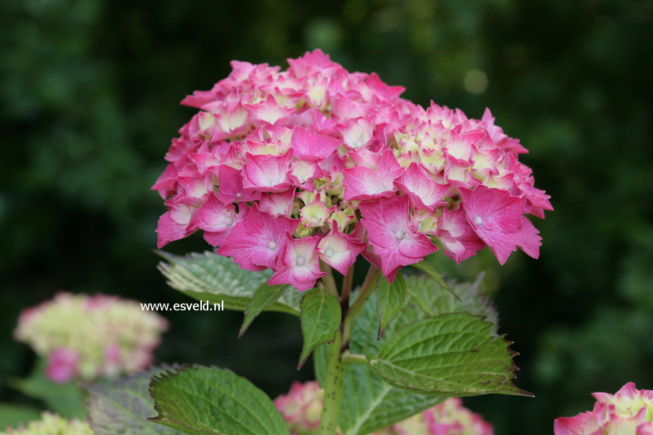 Hydrangea macrophylla 'Glowing Embers'