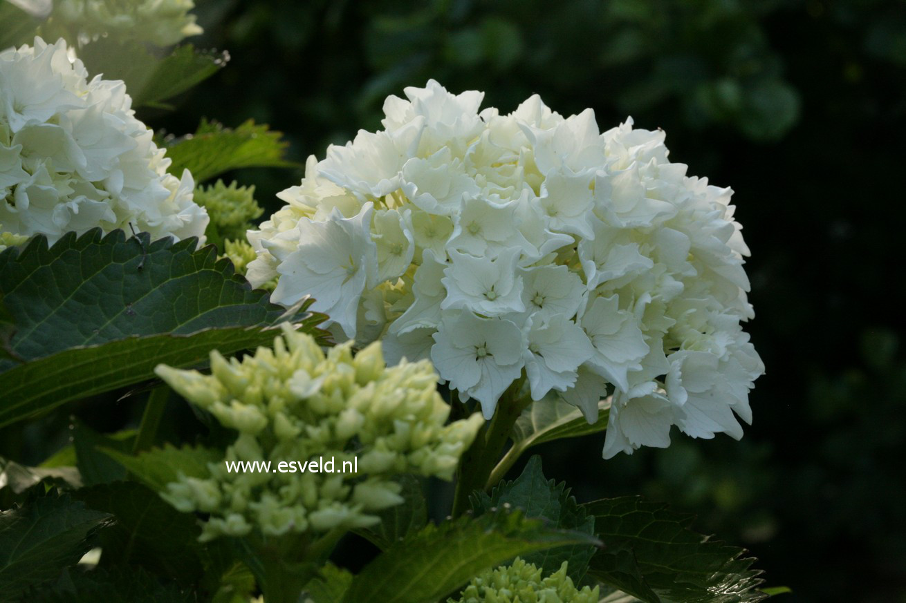 Hydrangea macrophylla 'Nymphe' ('Pax')