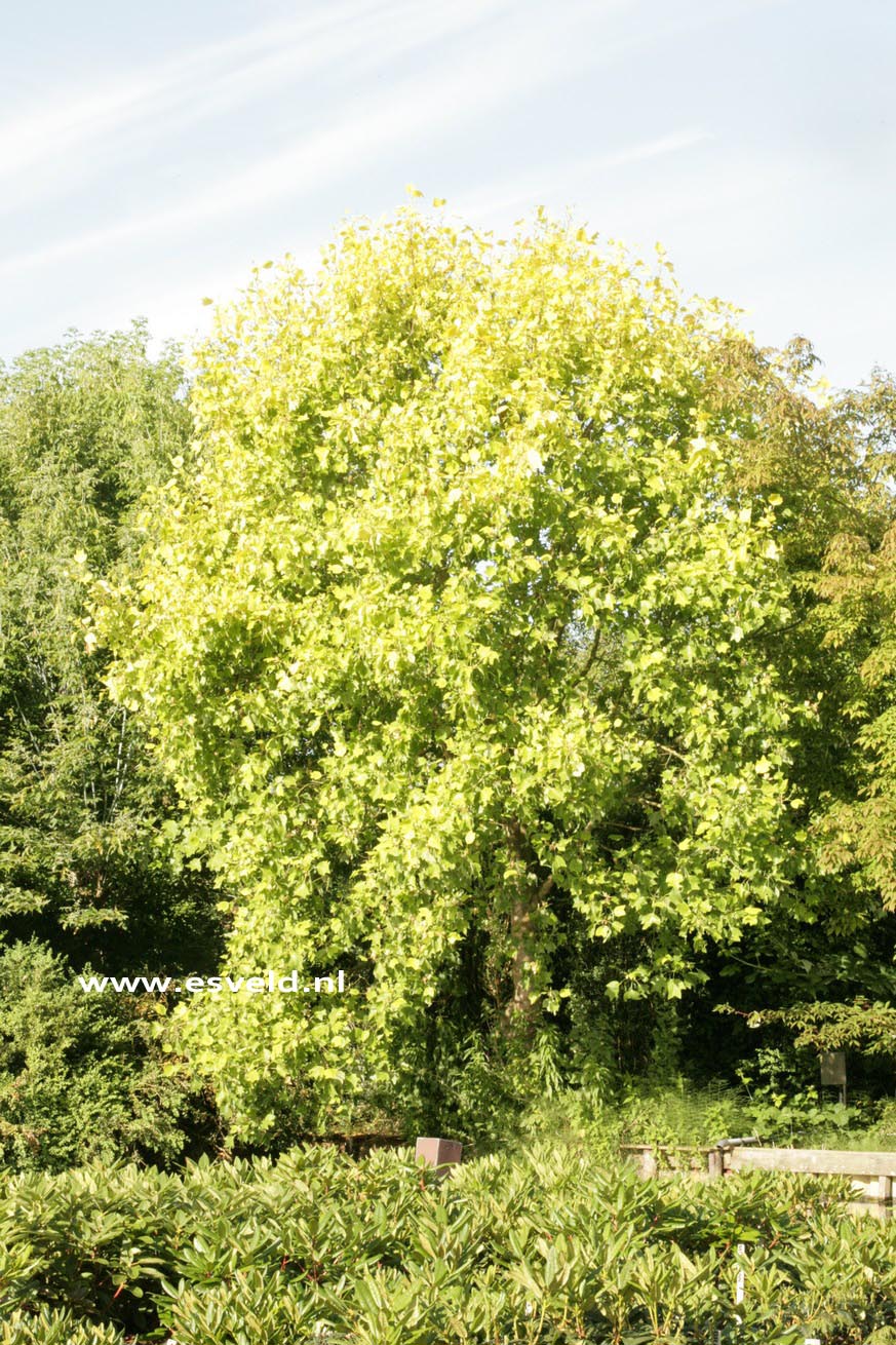 Liriodendron tulipifera 'Glen Gold'