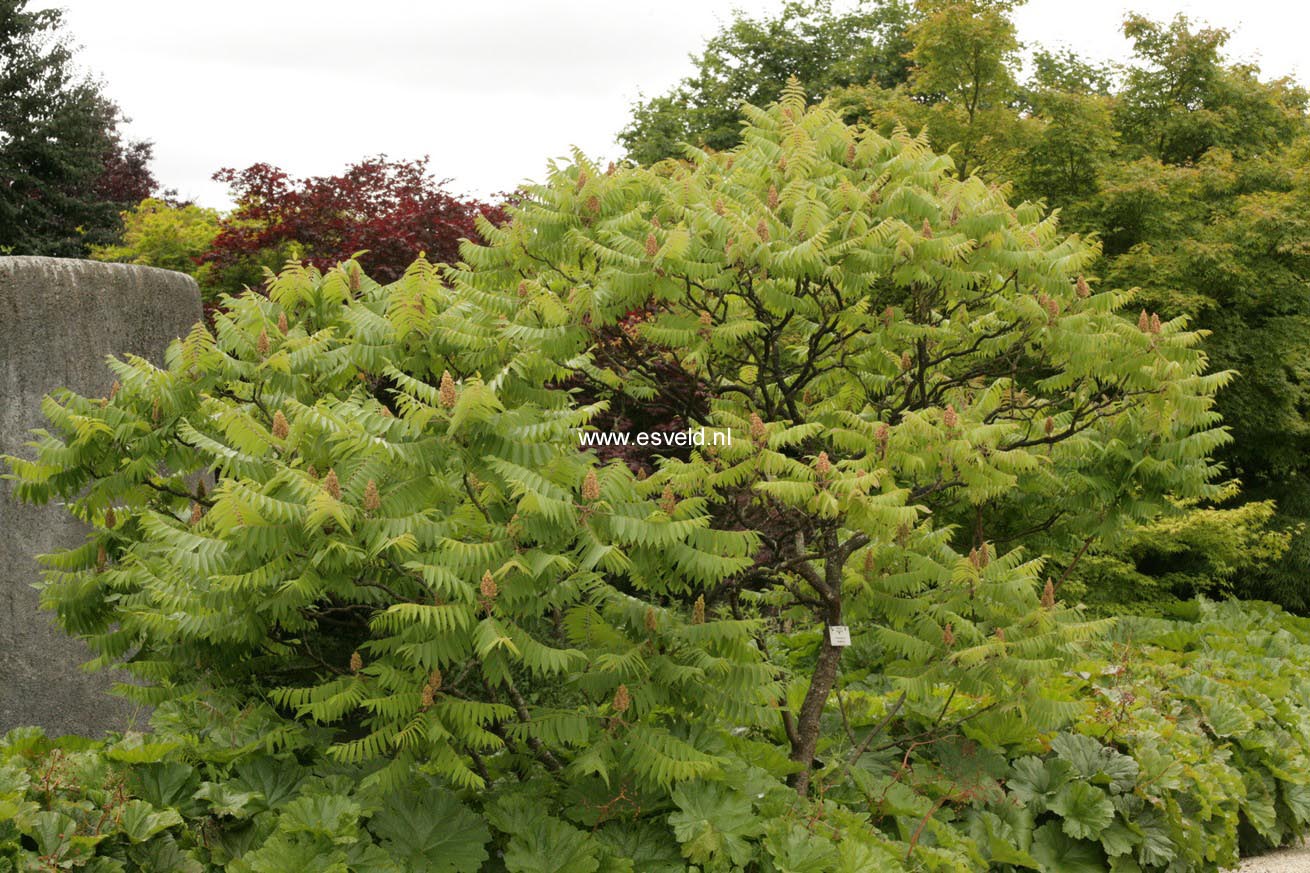 Rhus typhina