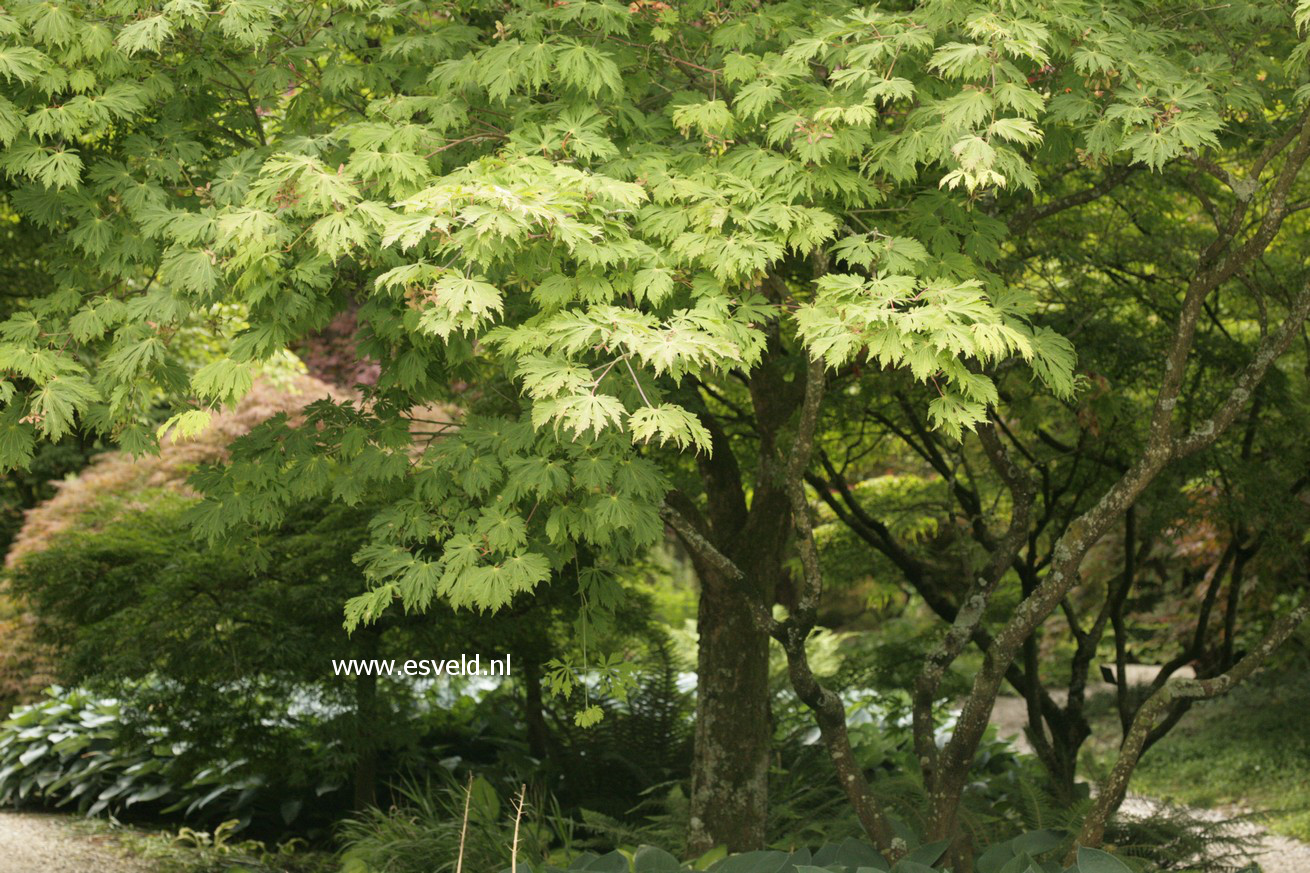 Acer japonicum 'Aconitifolium'