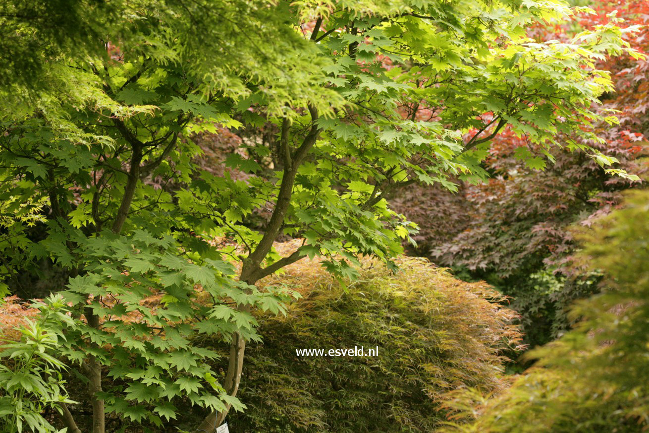 Acer japonicum 'Attaryi'