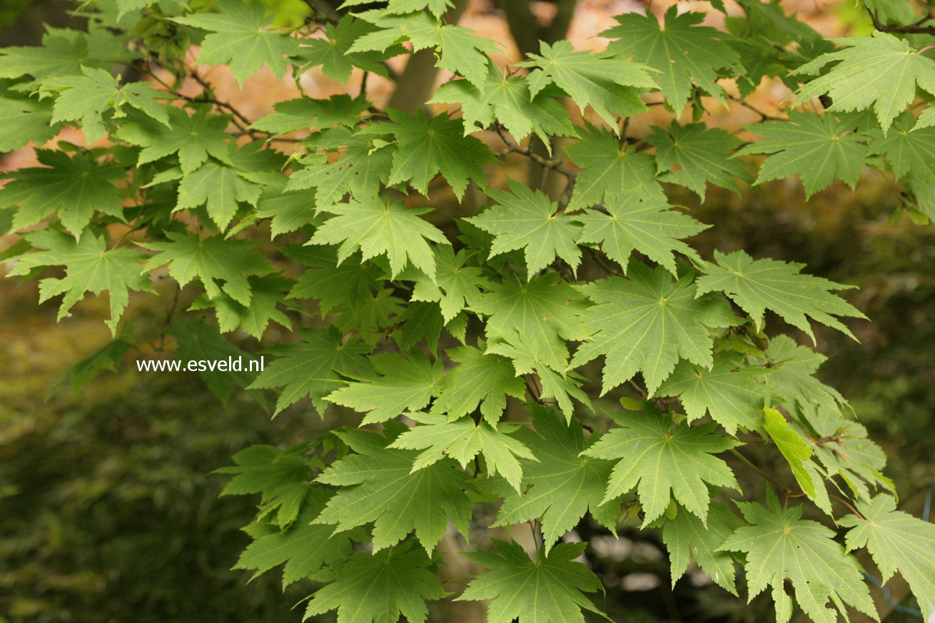 Acer japonicum 'Attaryi'