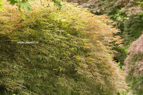 Acer palmatum 'Ornatum'