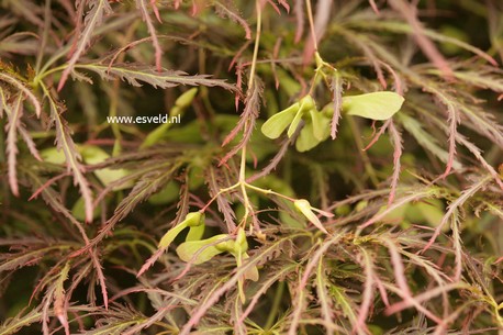 Acer palmatum 'Ornatum'