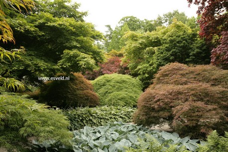 Acer palmatum 'Ornatum'