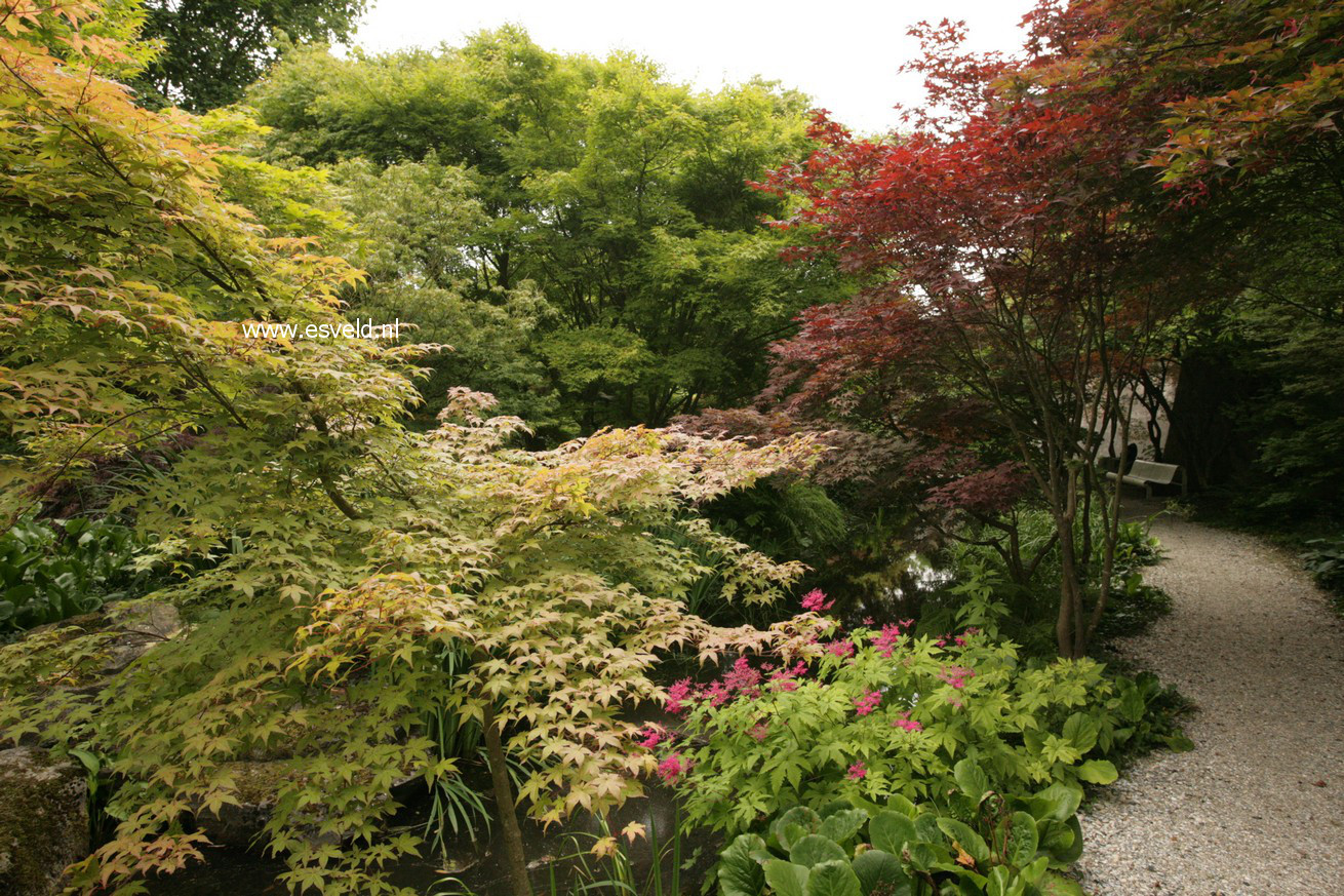 Acer palmatum 'De shohjoh'