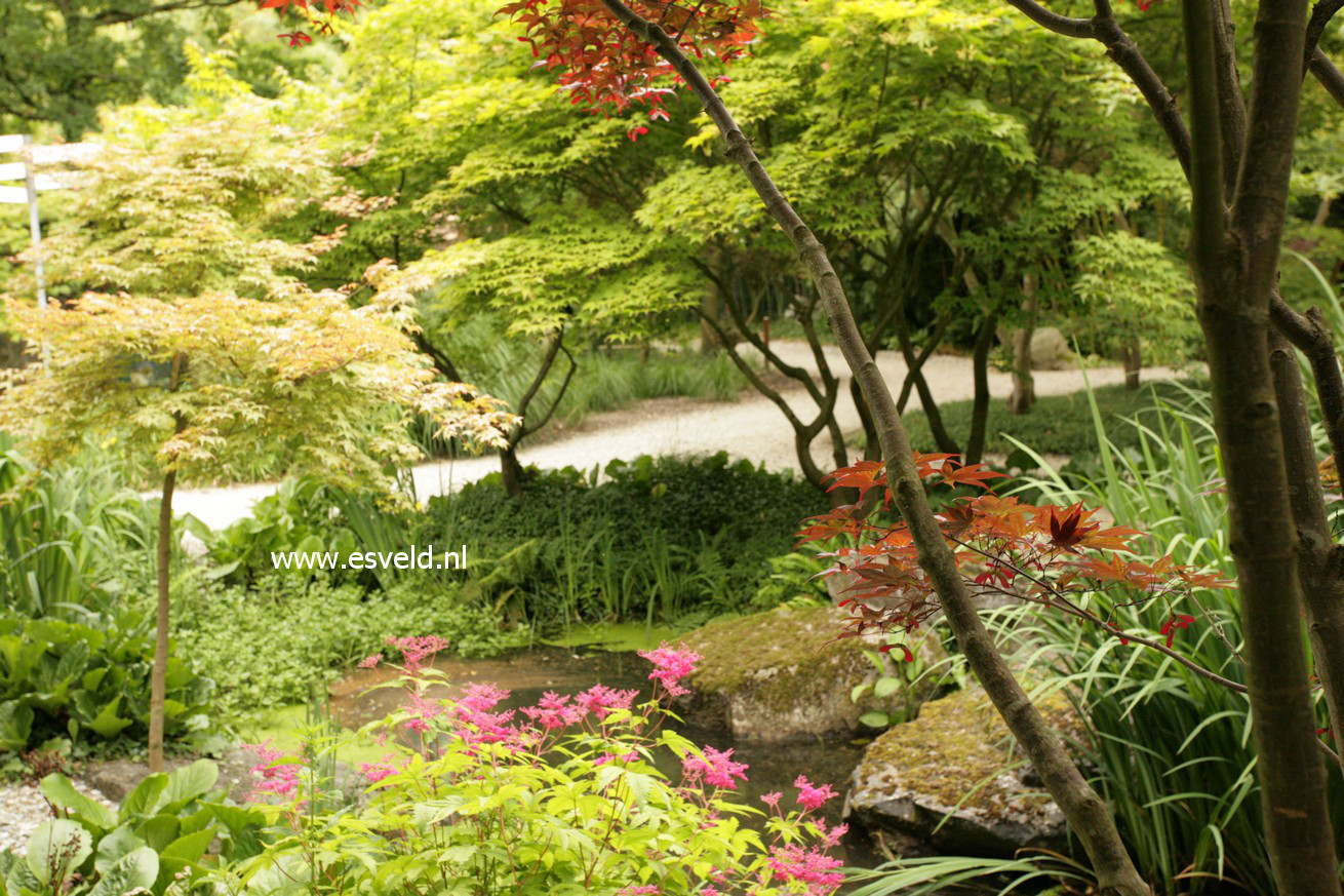 Filipendula 'Kahome'