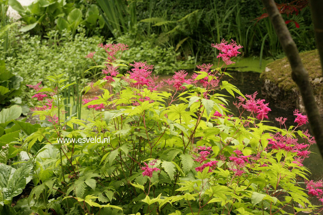 Filipendula 'Kahome'