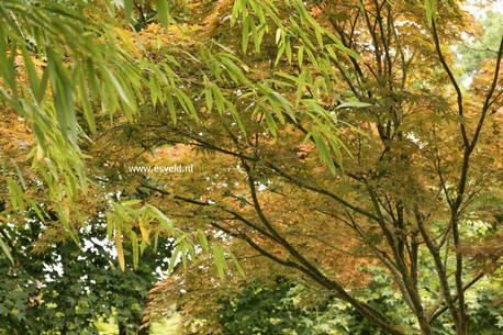 Acer palmatum 'Ohgon sarasa'