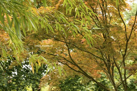 Acer palmatum 'Ohgon sarasa'