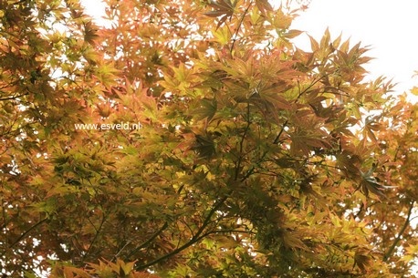 Acer palmatum 'Ohgon sarasa'