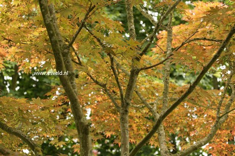 Acer palmatum 'Ohgon sarasa'