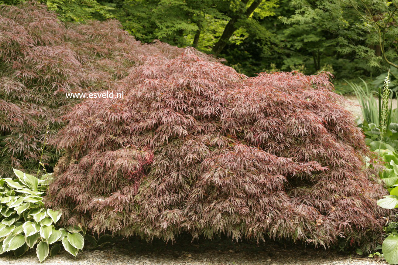 Acer palmatum 'Crimson Queen'