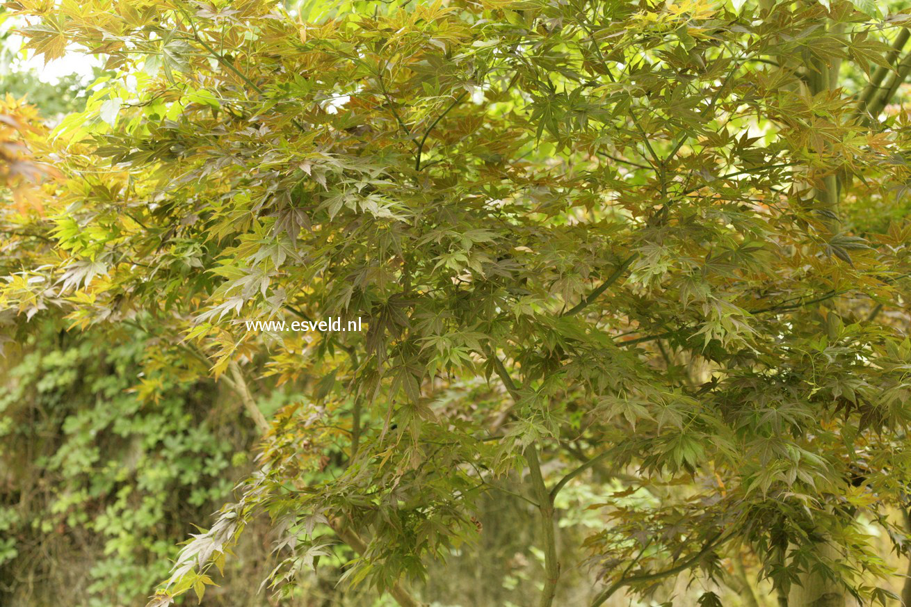 Acer palmatum 'Yugure'