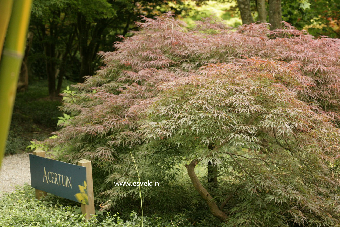 Acer palmatum 'Garnet'