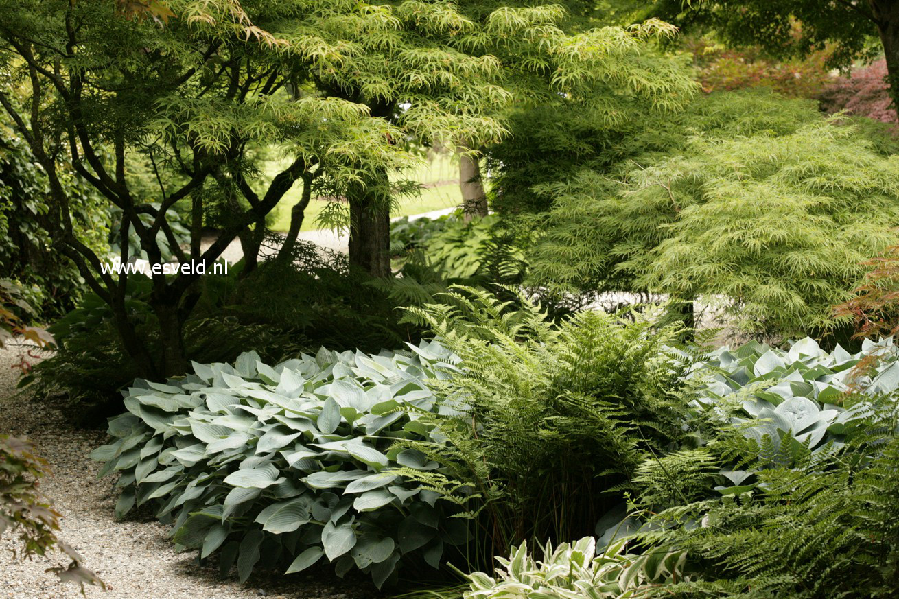 Hosta 'Halcyon'