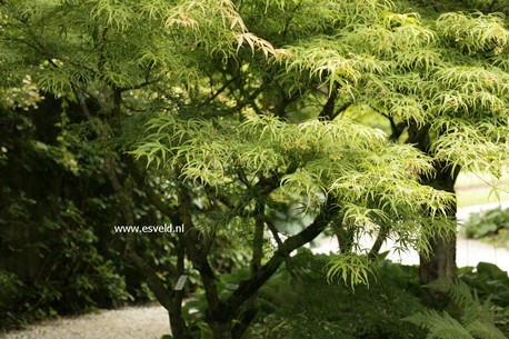 Acer palmatum 'Linearilobum'